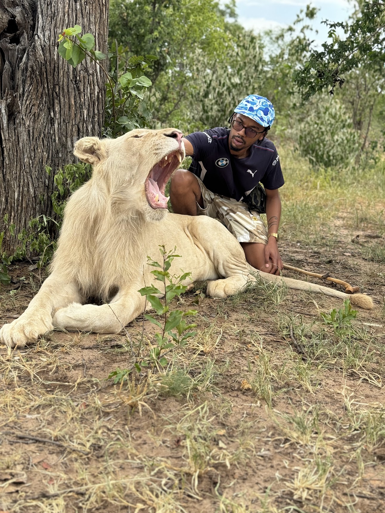 White lion encounter