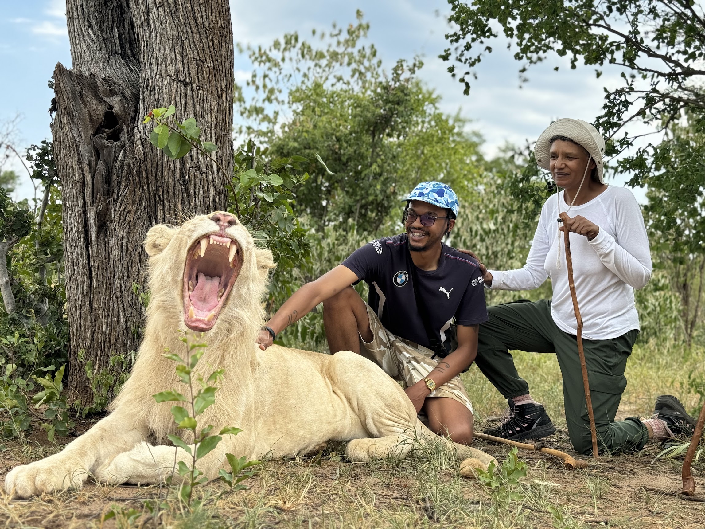 White lion teeth closeup