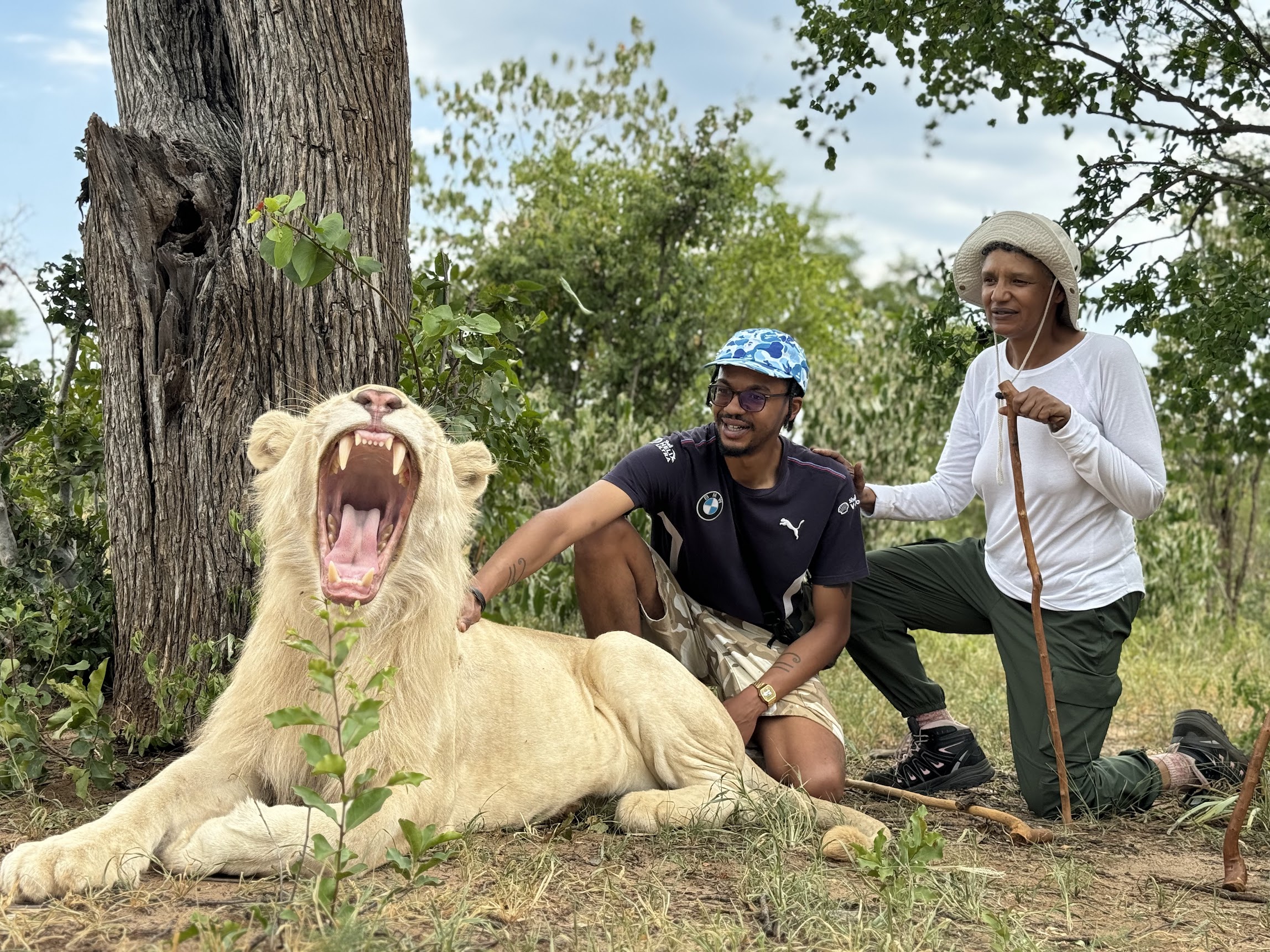 White lion teeth